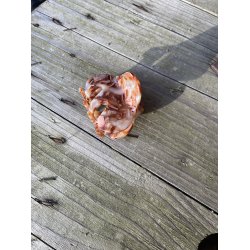 Saga - klemme brunmeleret